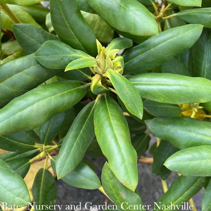 #3 Rhododendron x Roseum Elegans/ Pink - No Warranty