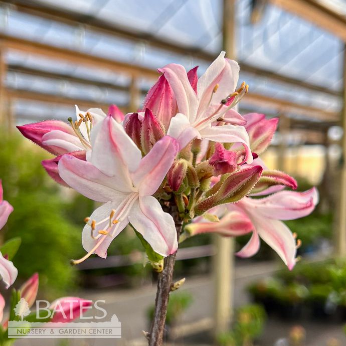 #7 Rhododendron peri Rosy Pink/ Deciduous Pinxterbloom Azalea Native (TN)