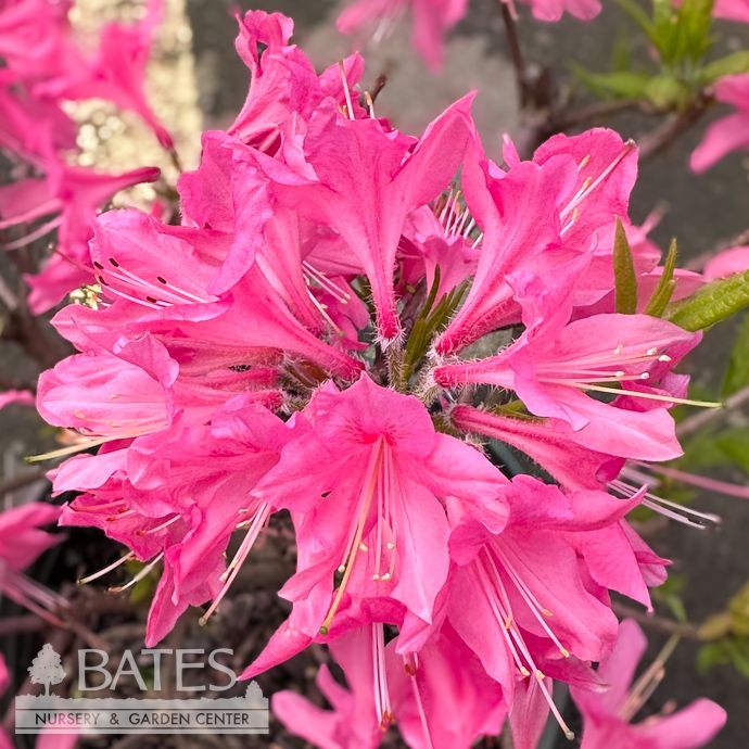 #2 Azalea x Rosy Lights (Northern Lights)/ Pink Deciduous