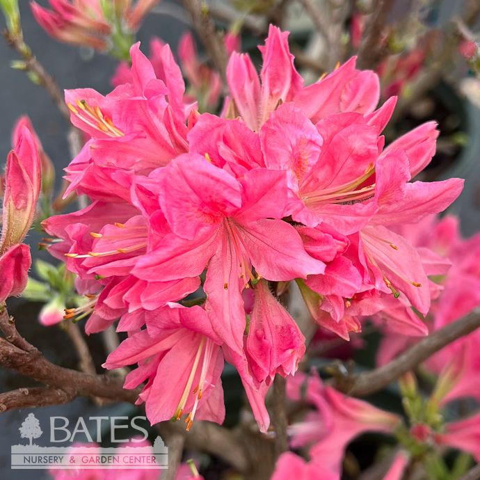 #2 Azalea x Rosy Lights (Northern Lights)/ Pink Deciduous