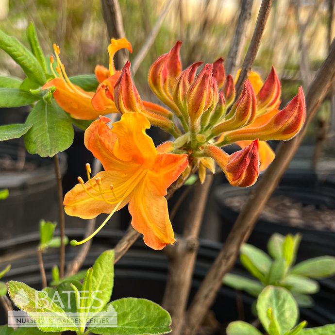 #7 Rhododendron aust Kelsey's Glow/ Yellow Deciduous Azalea Native (R)