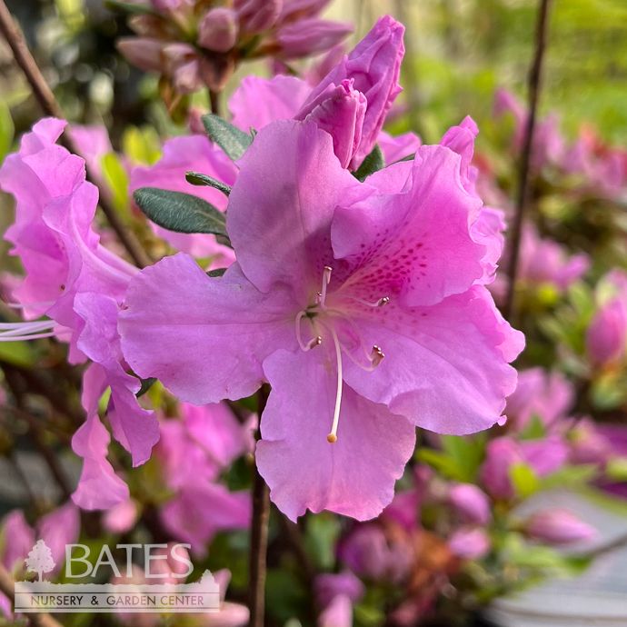 #3 Azalea x Encore Autumn Lilac/ Repeat Purple Dwarf