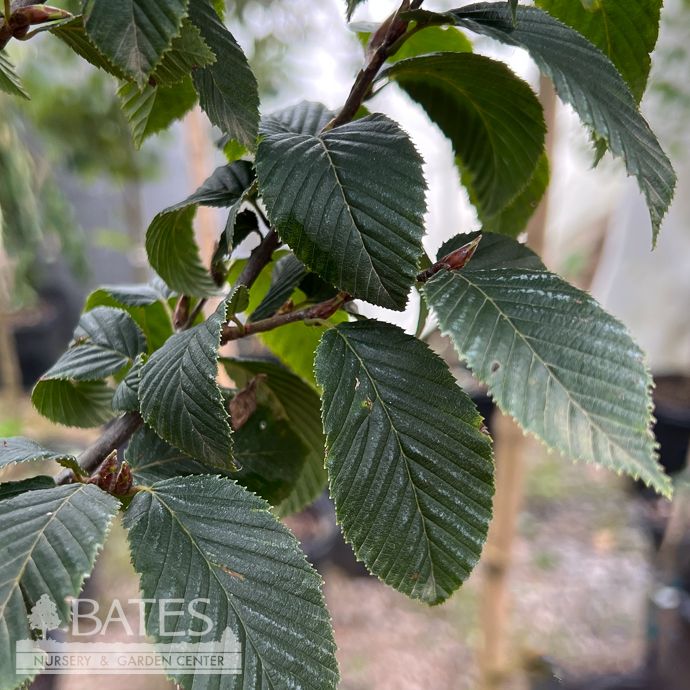 #7 Carpinus bet Fastigiata/ Pyramidal European Hornbeam
