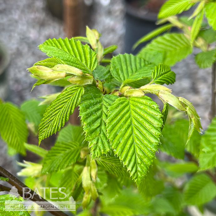 #3 Carpinus betulus Lucas/ Columnar Hornbeam