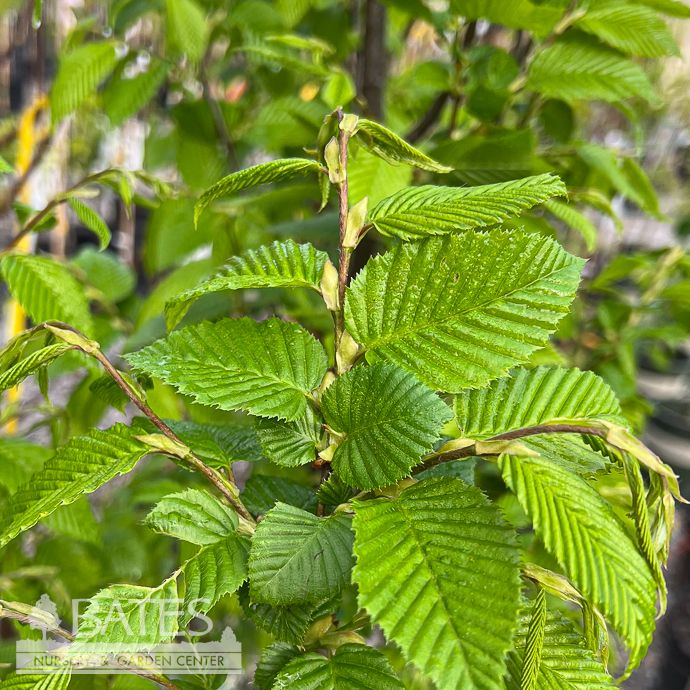 #7 Carpinus betulus Lucas/ Columnar Hornbeam