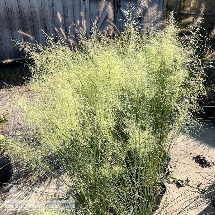 #1 Grass Muhlenbergia cap AB White Cloud/ White Muhly Native (TN)