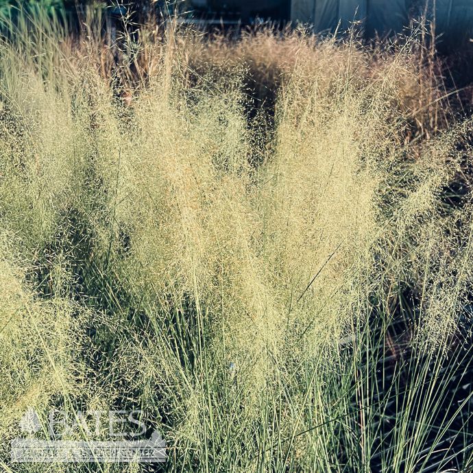 #3 Grass Muhlenbergia cap White Cloud/ White Muhly Native (TN)