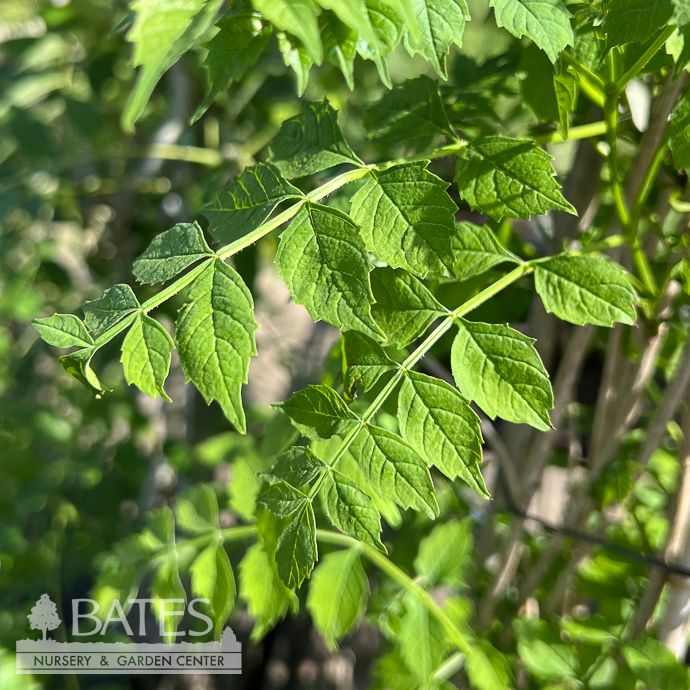 #2 Campsis radicans Flava/ Yellow Trumpet Creeper Native (TN)