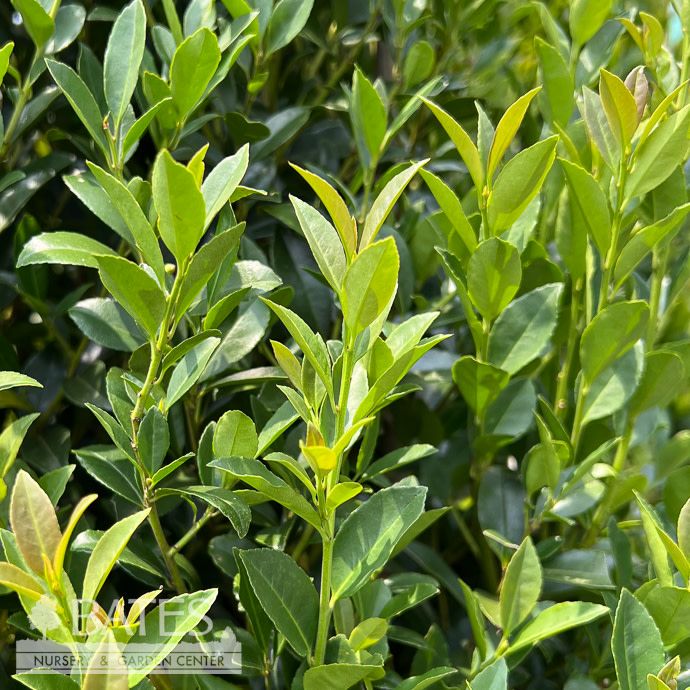 #15 Ilex x Arrow Point/ Japanese Holly (female)