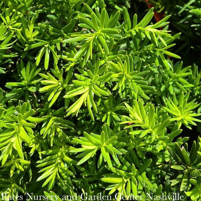 #1 Taxus x media Densiformis/ Dense Yew