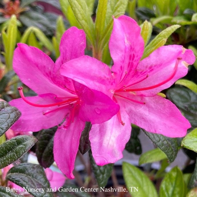 #3 Azalea x Encore Autumn Amethyst/ Repeat Purple