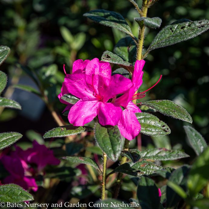 #3 Azalea x Encore Autumn Amethyst/ Repeat Purple