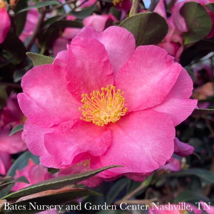 Topiary Espalier #7 Camellia sas Kanjiro/ Cerise Pink Semi-Double - No Warranty