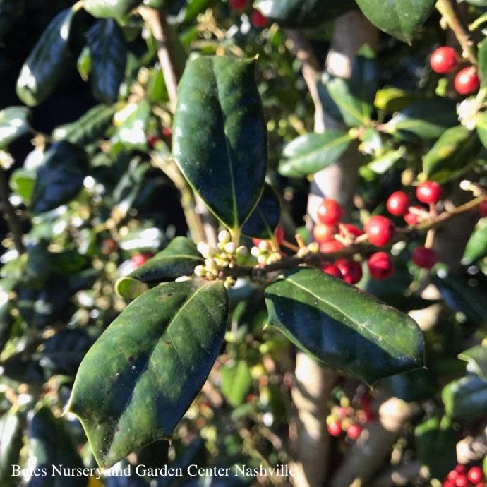 #7 Ilex x Nellie R Stevens/ Holly (self-fertile)