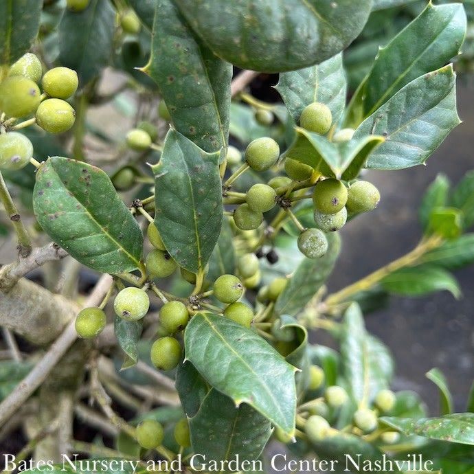 #7 Ilex x Nellie R Stevens/ Holly (self-fertile)