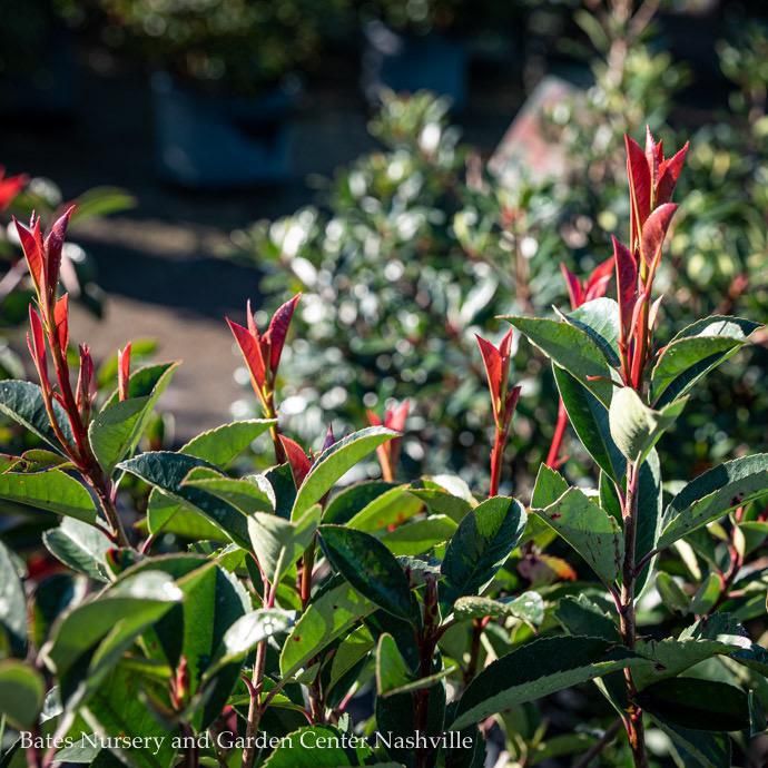 #3 Photinia x fraseri/ Fraser&#39;s Red Tip