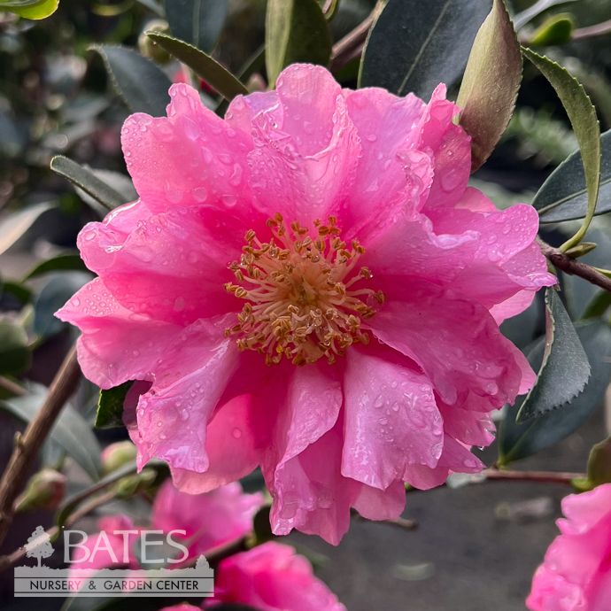 #3 Camellia sas SL October Magic &#39;Carpet&#39;/ Pink - No Warranty