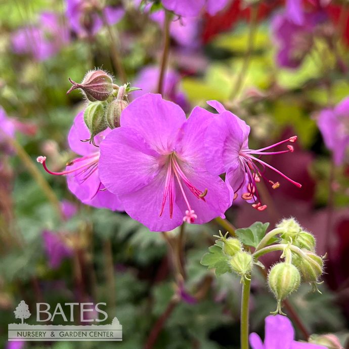 #1 Geranium x  Karmina/Cranesbill