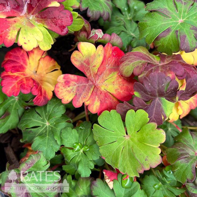 #1 Geranium x  Karmina/Cranesbill