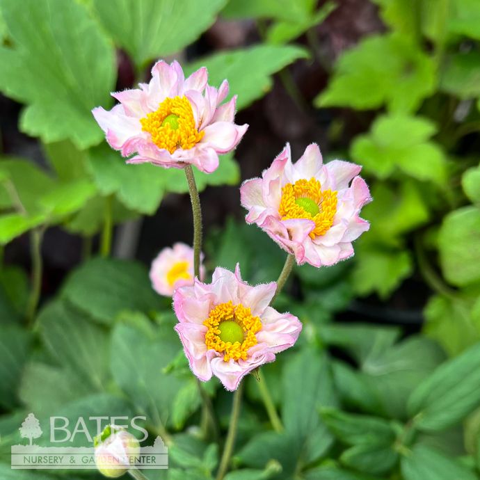 #1 Anemone Fantasy &#39;Pocahontas&#39;/ Pink Japanese