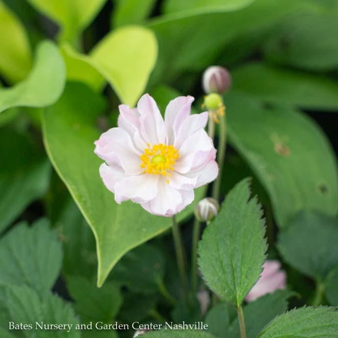 #1 Anemone Fantasy &#39;Pocahontas&#39;/ Pink Japanese