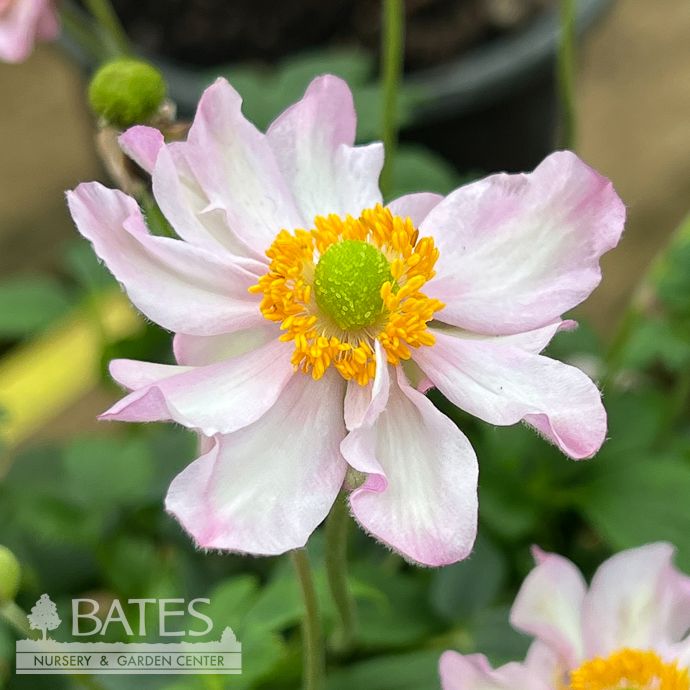#1 Anemone Fantasy &#39;Pocahontas&#39;/ Pink Japanese