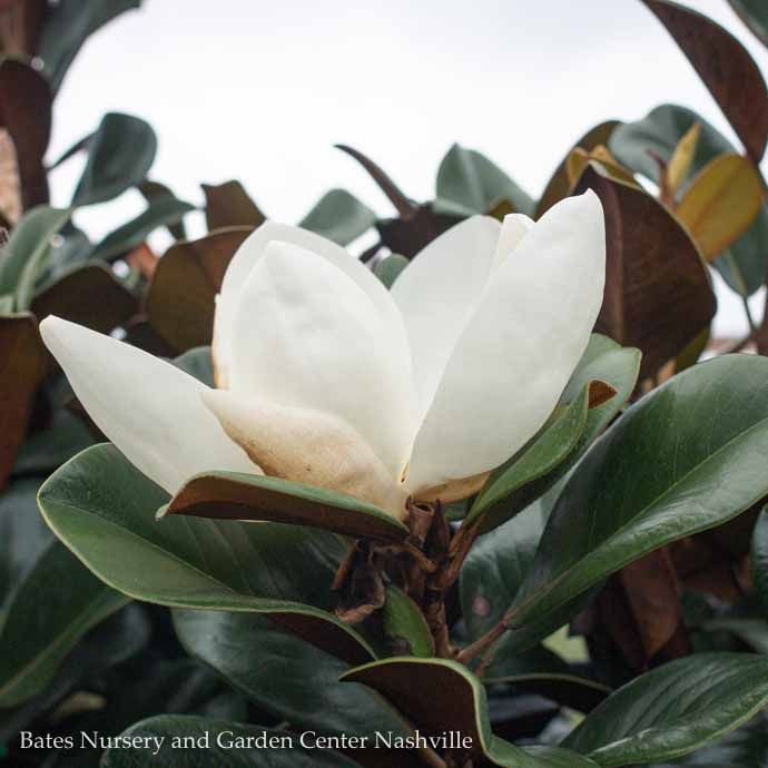 #7 Magnolia grand Teddy Bear/ Dwarf Southern Native (TN)