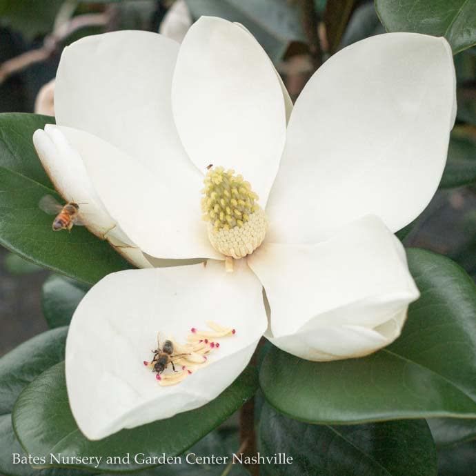 #7 Magnolia grand Teddy Bear/ Dwarf Southern Native (TN)