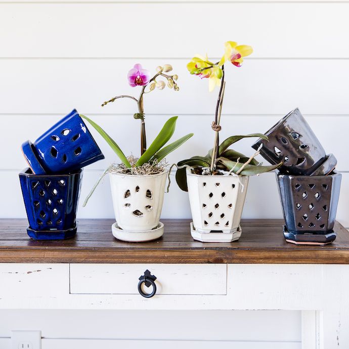 Pot Orchid 5x5 Assorted Styles &amp; Colors