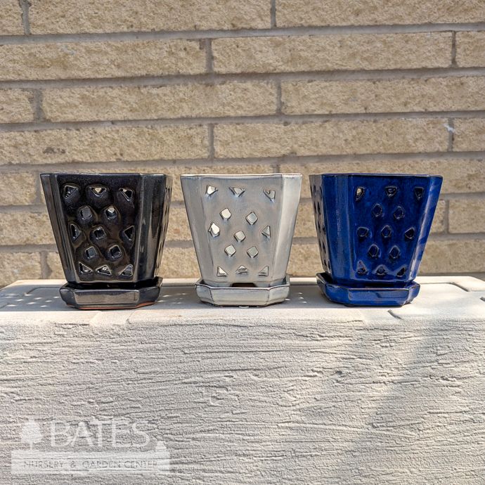 Pot Orchid 5x5 Assorted Styles &amp; Colors