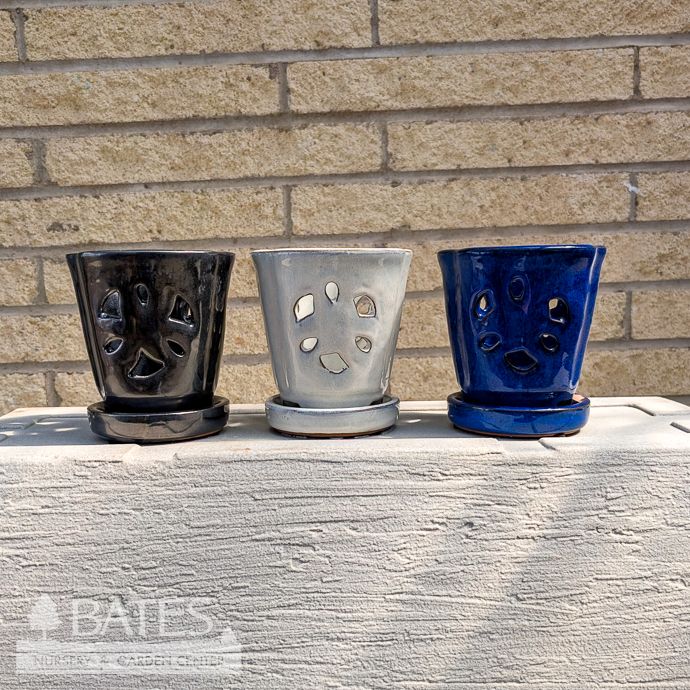 Pot Orchid 5x5 Assorted Styles &amp; Colors