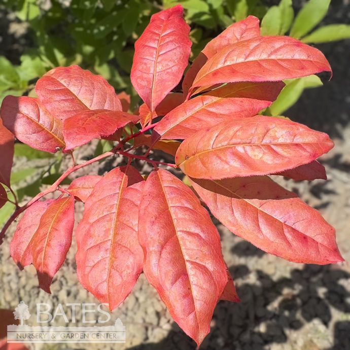 #10 Oxydendrum arboreum/ Sourwood Tree Native (TN)