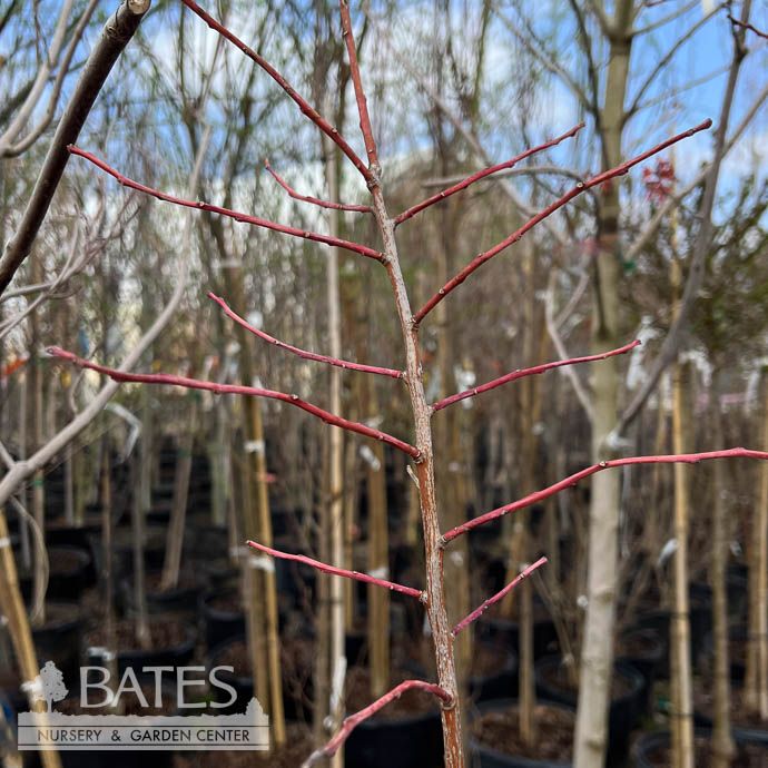 #5 Oxydendrum arboreum/ Sourwood Tree Native (TN)