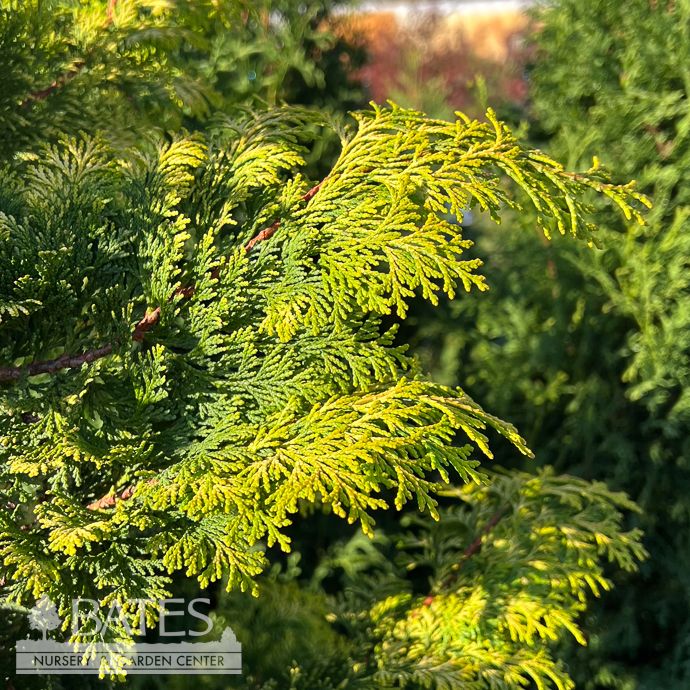 #15 Chamaecyparis obt Gracilis Aurea/ Golden Hinoki Falsecypress