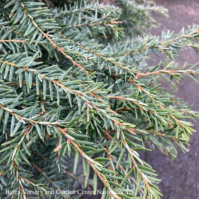 Christmas 7-8&#39; ft Tsuga canadensis/ Eastern, Canadian Hemlock Native (TN) - No Warranty