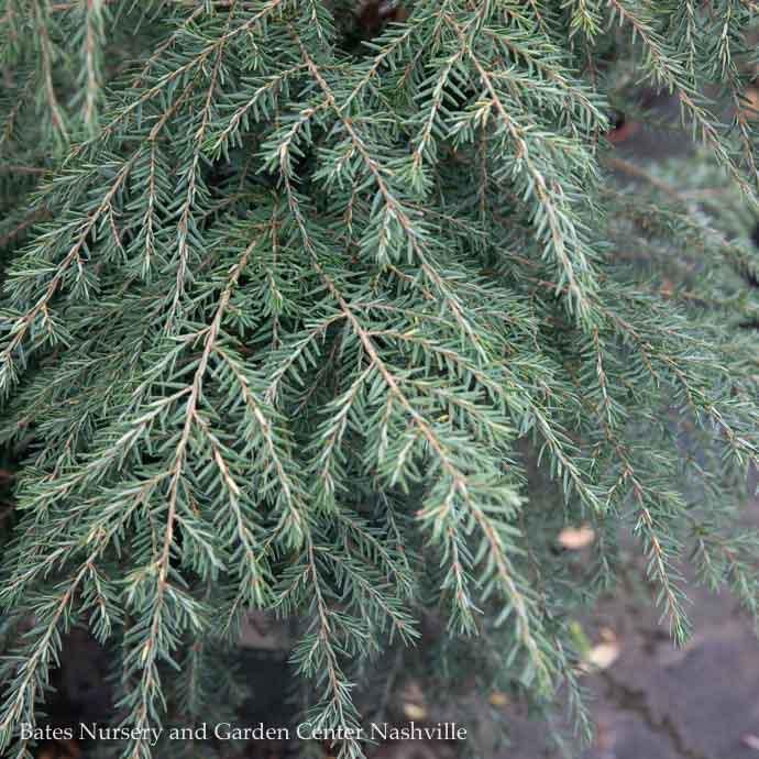 Christmas 7-8&#39; ft Tsuga canadensis/ Eastern, Canadian Hemlock Native (TN) - No Warranty