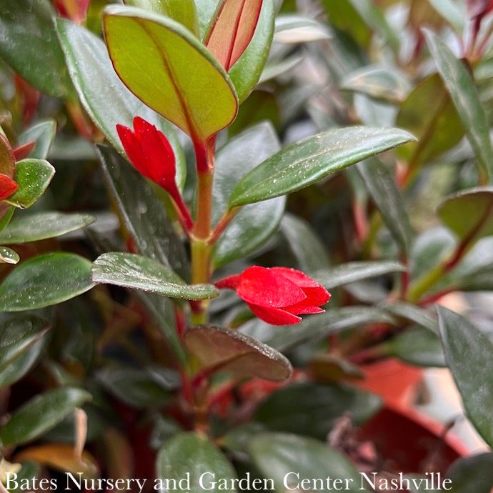 6hb! Columnea SHADY LADY MAE /Goldfish Plant Hanging Basket /Tropical