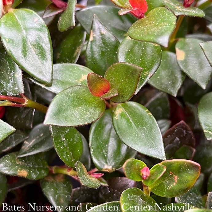 6hb! Columnea SHADY LADY MAE /Goldfish Plant Hanging Basket /Tropical