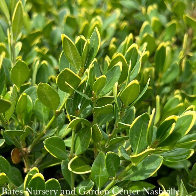 #3 Buxus x Green Velvet/ Boxwood