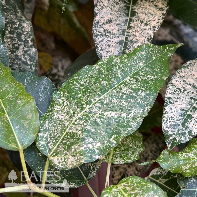 5p! Ficus Aspera Clown Fig  /Tropical