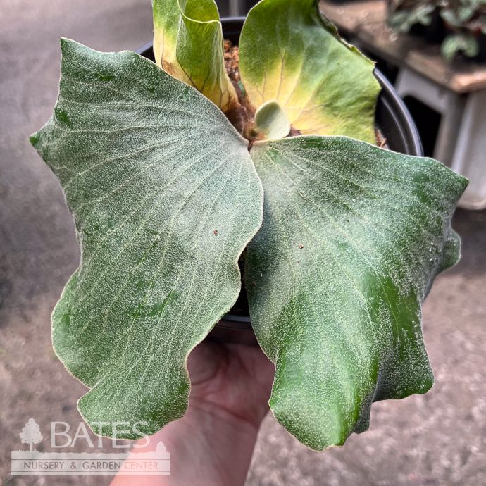 4p! Fern - Staghorn Elephantotis Fern /Tropical