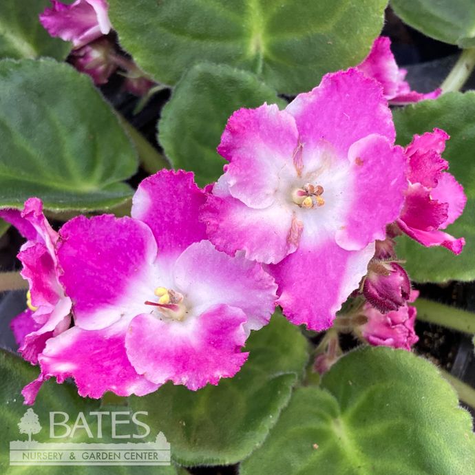 4p! African Violet Premium Asst /Tropical