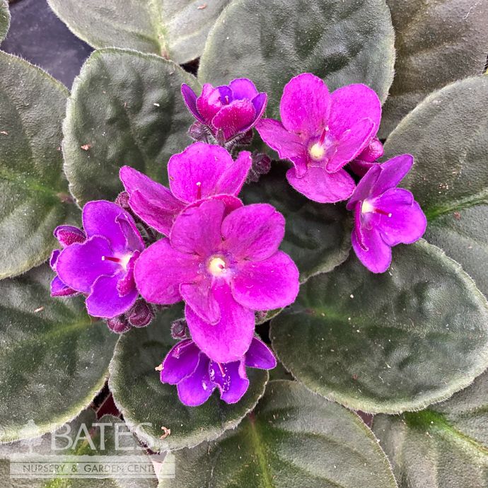 4p! African Violet Premium Asst /Tropical