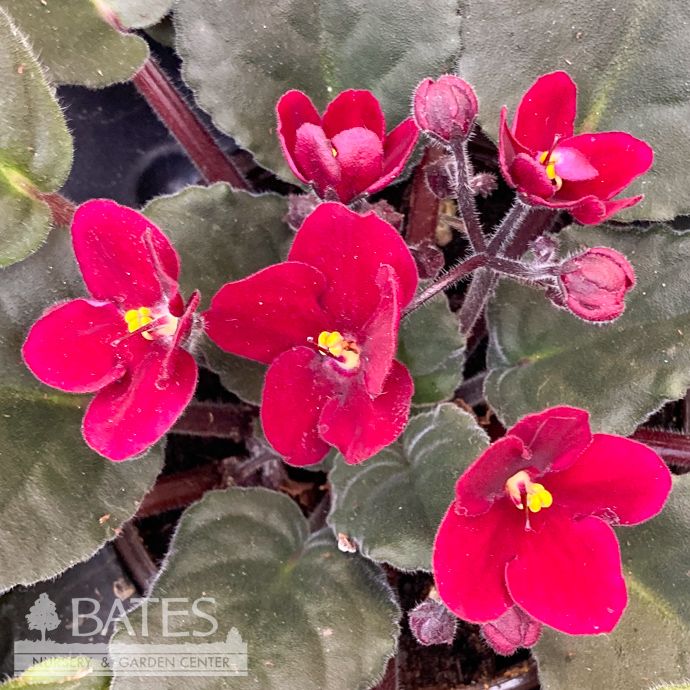 4p! African Violet Premium Asst /Tropical