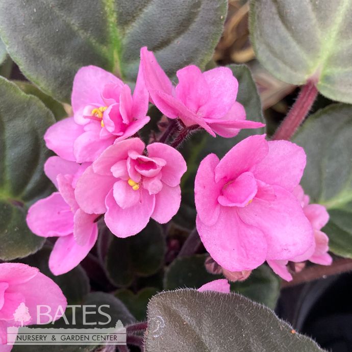 4p! African Violet Premium Asst /Tropical
