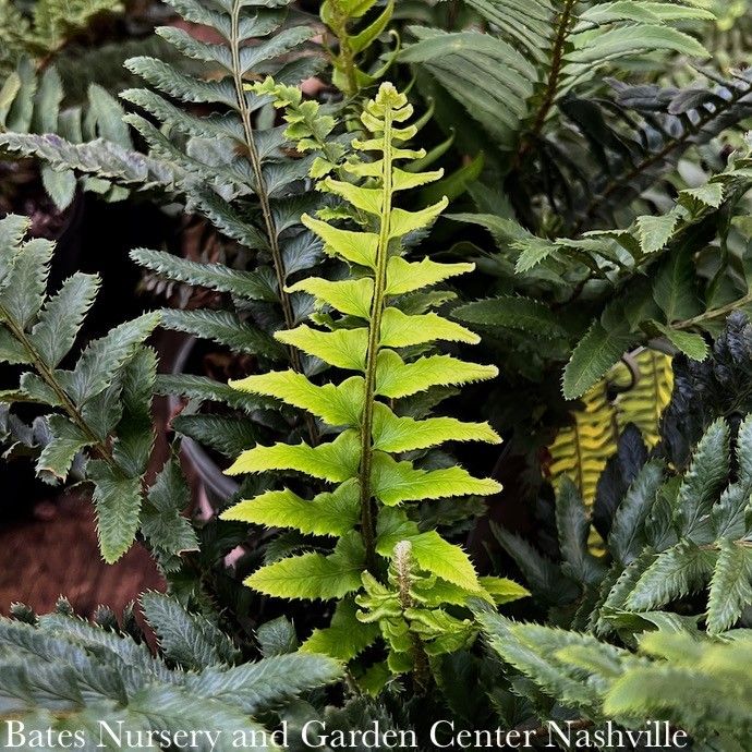 #1 Polystichum munitum/ Western Sword Fern