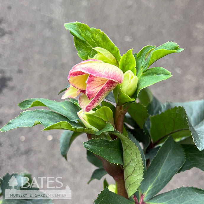 4p Helleborus Ice N&#39; Roses &#39;Purple Sunrise&#39;/ Lenten Rose