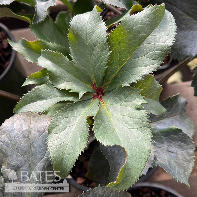 4p Helleborus Ice N&#39; Roses &#39;Purple Sunrise&#39;/ Lenten Rose