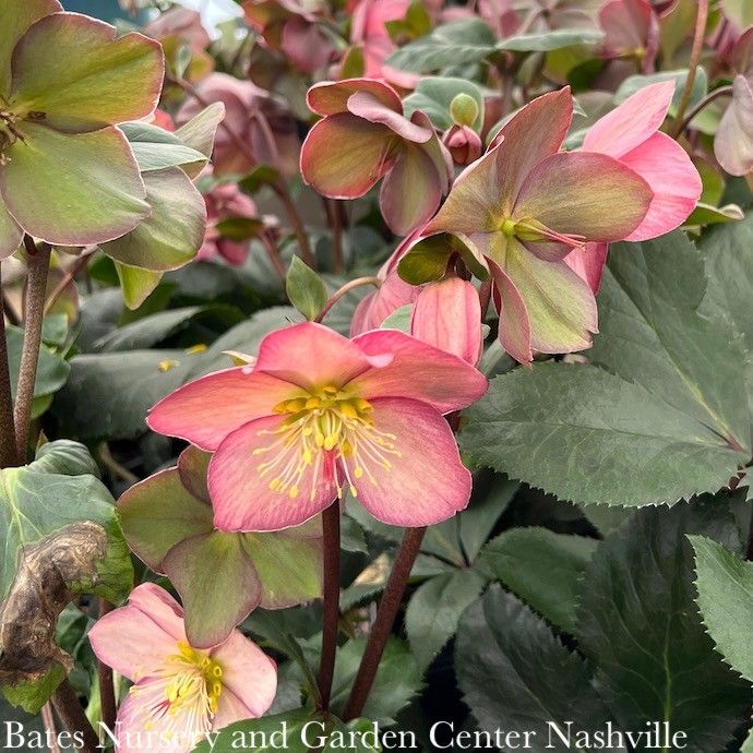 4p Helleborus Ice N&#39; Roses &#39;Rose&#39;/ Lenten Rose