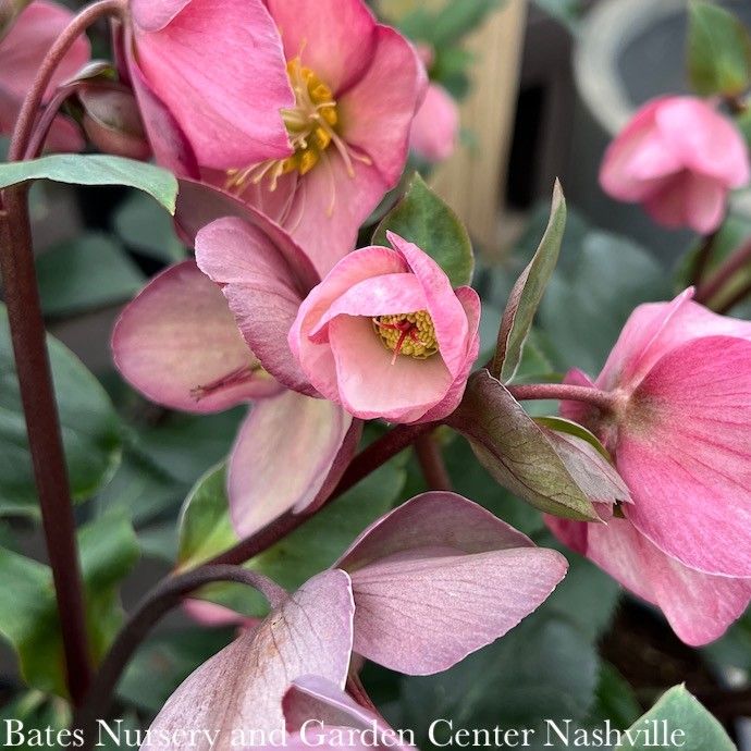 4p Helleborus Ice N&#39; Roses &#39;Rose&#39;/ Lenten Rose